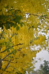 Soft Golden shower flower is bloom. It is a flowering plant in the family Fabaceae. It golden yellow color petals flower. Golden shower flower is popular ornamental plant and used in herbal medicine.

