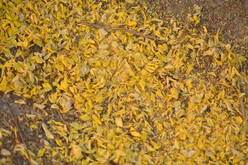 Cassia fistula fall on the lawn.