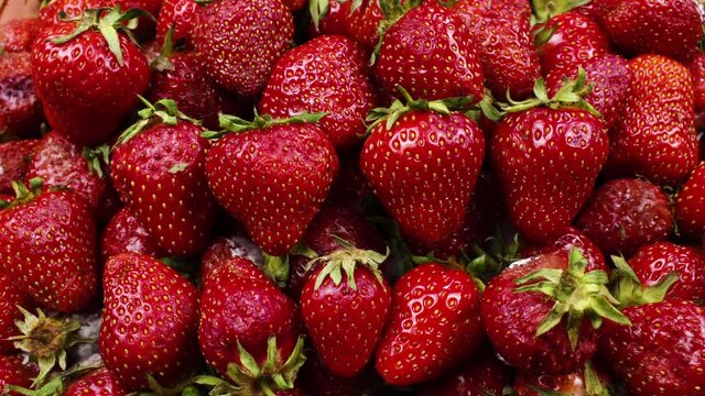 Rotting and Decay Strawberries, Mold and bacteria, Fruit quickly become small and wrinkled, Berries decompose and become covered with mold. Timelapse Shot