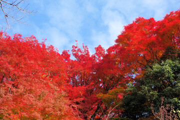 赤く色づくもみじ　11月