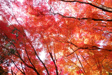 赤く色づくもみじ　下から見上げる　11月