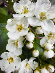 Fototapeta na wymiar Apple blossom flowers