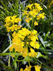 Fototapeta premium Wild yellow flowers