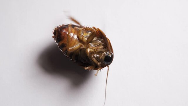 A huge cockroach lies on its back, wiggles its legs and tries to roll over. Insect pest on a white background close-up. Slow motion, HD.