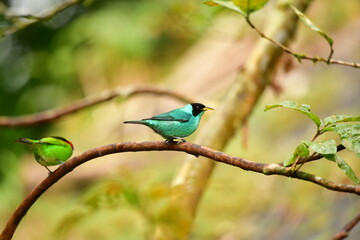 sai azul