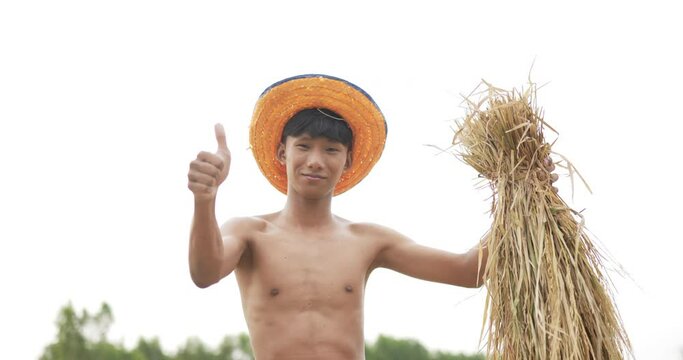 Young farmer thump up and showing rice seedlings in hand