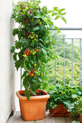 Tomato plant with green and red tomatoes in a pot and strawberry plants with offshoots on a...