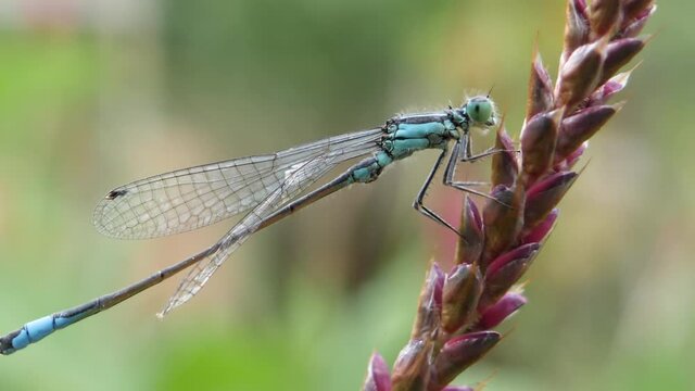 Majestic blue damselfly waving in the wind on a red flower, close-up video.