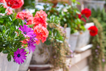 Decorated balcony, mediterranean climate flora.