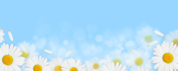 Daisy camomile flowers on blue