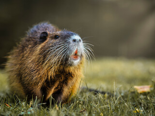 Nutria