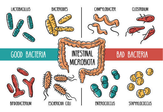 Vector infographics of the human gut microbiota. Good and bad bacteria of the intestines and digestive tract. Lactobacilli and E. coli. Microorganisms in the stomach.