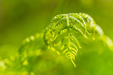 hoja planta helecho verde 