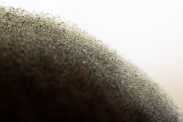 Macro photography of Mucor fungus colony. Close-up on maturing fruiting bodies