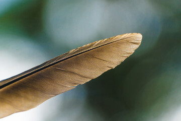 pluma 