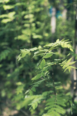 green leaves in the forest