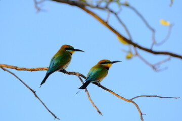Australia Birds
