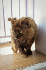 portrait of a multicolored domestic cat close-up