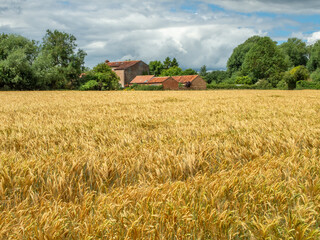 Golden field and brick buildings