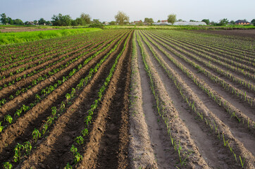 Fototapeta na wymiar Farm field is half planted with pepper and leek seedlings. Growing vegetables on small farm land shares. Agroindustry. Farming olericulture, agriculture landscape. Farmland.