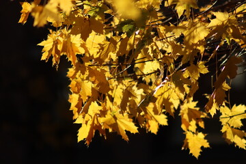 Herbstlicher Ahorn vor schwarzem Hintergrund