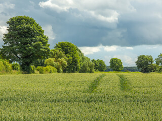 Green field and tractor tram lines