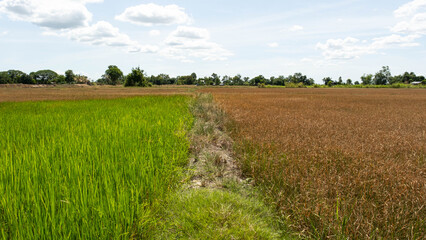 Fototapeta na wymiar The two rice plants on the left side are still green, the right side is dying because of lack.