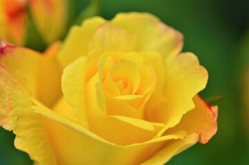single yellow rose