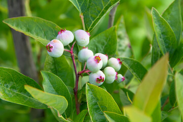 fresh green nortland blueberries growing in summer weather on green blueberry bushes