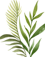 Watercolor vector arrangement of tropical leaves isolated on a white background.