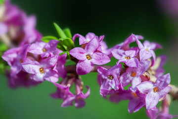 Purple flowers bush grow in the spring garden. Spring summer floral background.