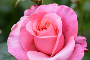 pink rose close up