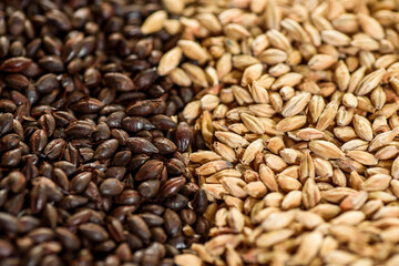 Malted grain close up. Mixed varieties of malted grain on a gray background. close-up. top view. flat lay. series of photos. space. High quality photo