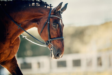 Portrait sports stallion in the bridle. Equestrian sport. - 443439070
