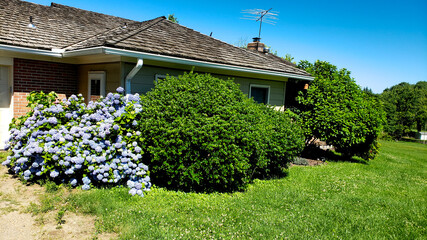 House drowning in greenery under sky blue