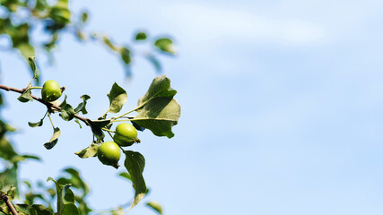 A green apple on an apple tree branch against a blue sky background. Copy space.