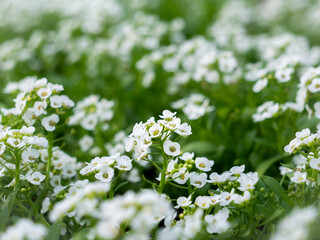 Bunch of White Sweet Alyssum Blooming