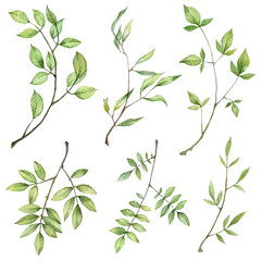 Green leaves on twigs. Watercolor hand painted botany