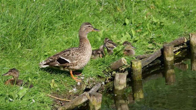 Mallard duck female with baby birds ducklings relax at the lake shore.