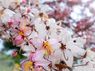 Bunch of Pink Shower Flowers Blooming