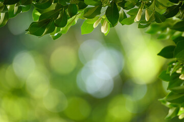 Green leaf for nature on blurred background,