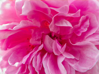 close up of a pink English rose 