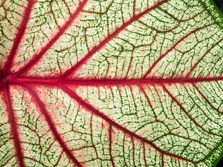 Pattern of White Red Fancy leaved Caladium