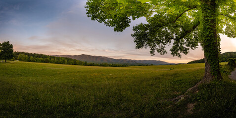 Tree With Large Canopy Of Green Leaves Looking Out Over Field In Cades Cove