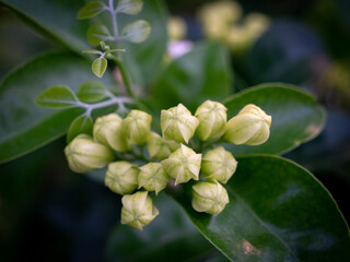 Bunch of Satin-wood Buds Blooming