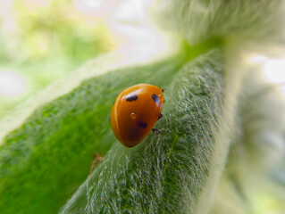 ladybird on a green leaf