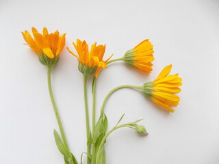 Blooms calendula. Delicate petals, beautiful delicate flowers of Sunny color. Small bright Sunny flowers.