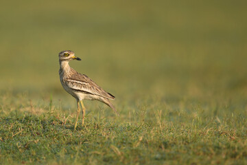 Indian stone-curlew