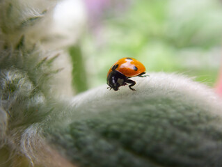 ladybird on a green leaf