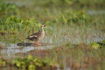 Indian Spot Billed Duck 